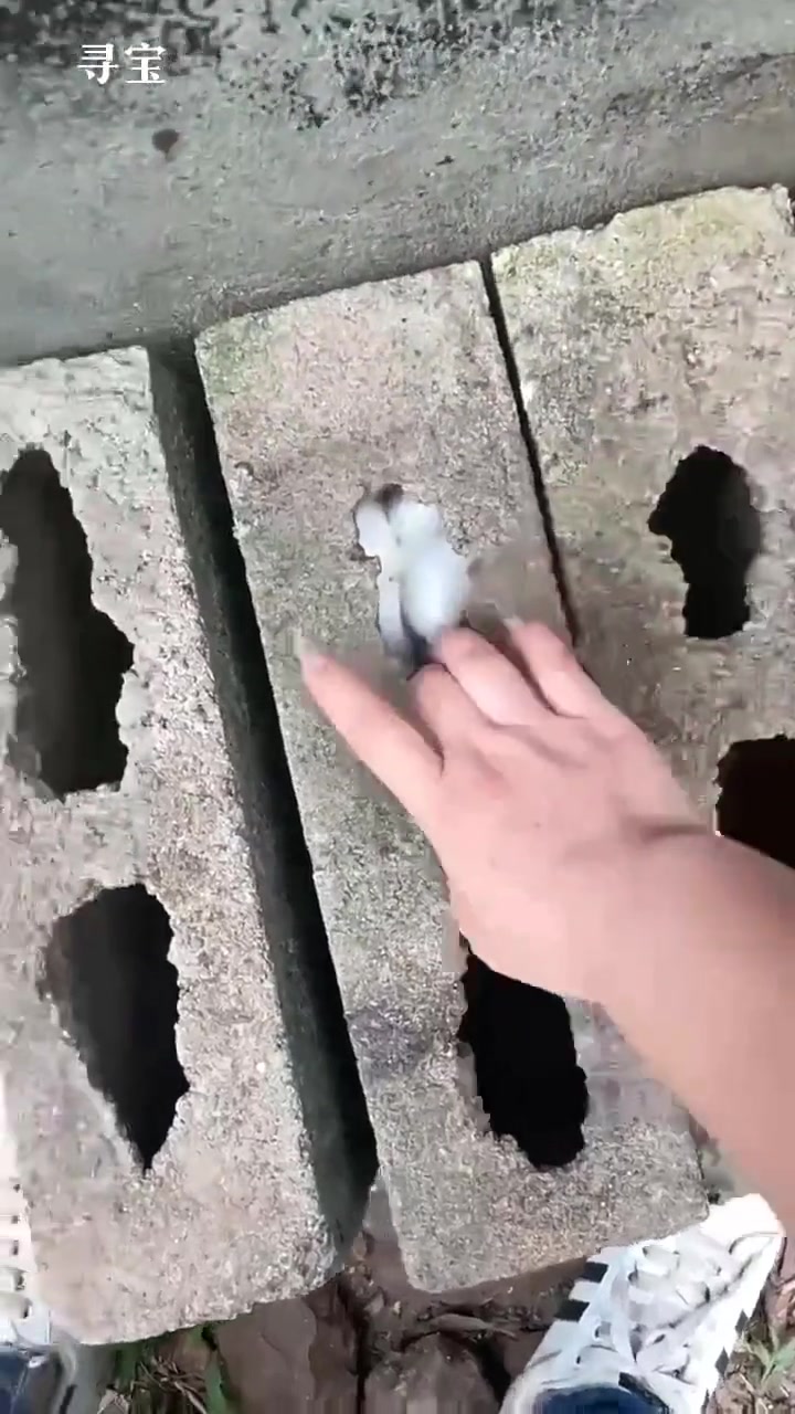 吧友们这是什么蛋啊能藏在这种地方