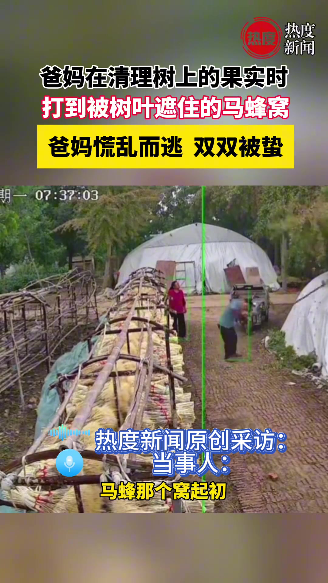 爸妈清理树叶时打到马蜂窝爸妈慌乱而逃双双被蛰