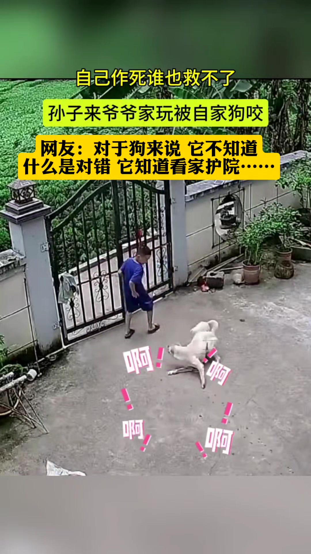 犯了死罪!网友:对于狗来说,不知道什么是对错,它知道看家护院