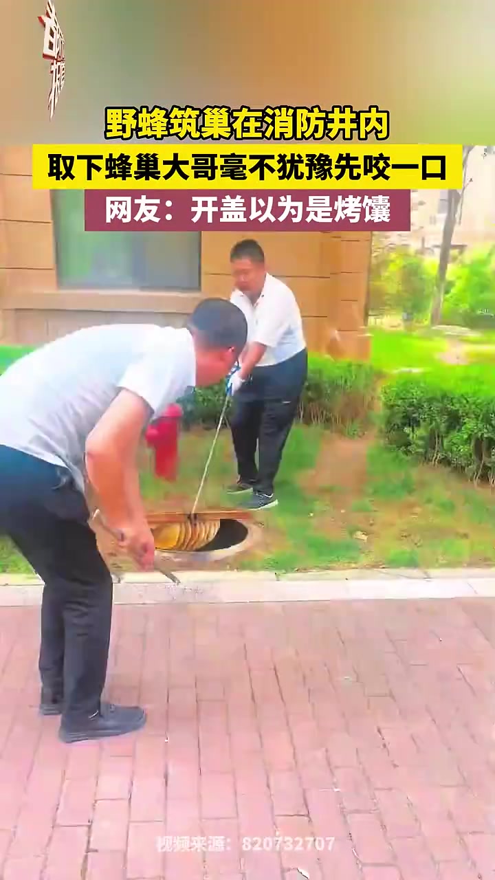 先吃再说!野蜂筑巢在消防井内,取下蜂巢大哥毫不犹豫先咬一口!
