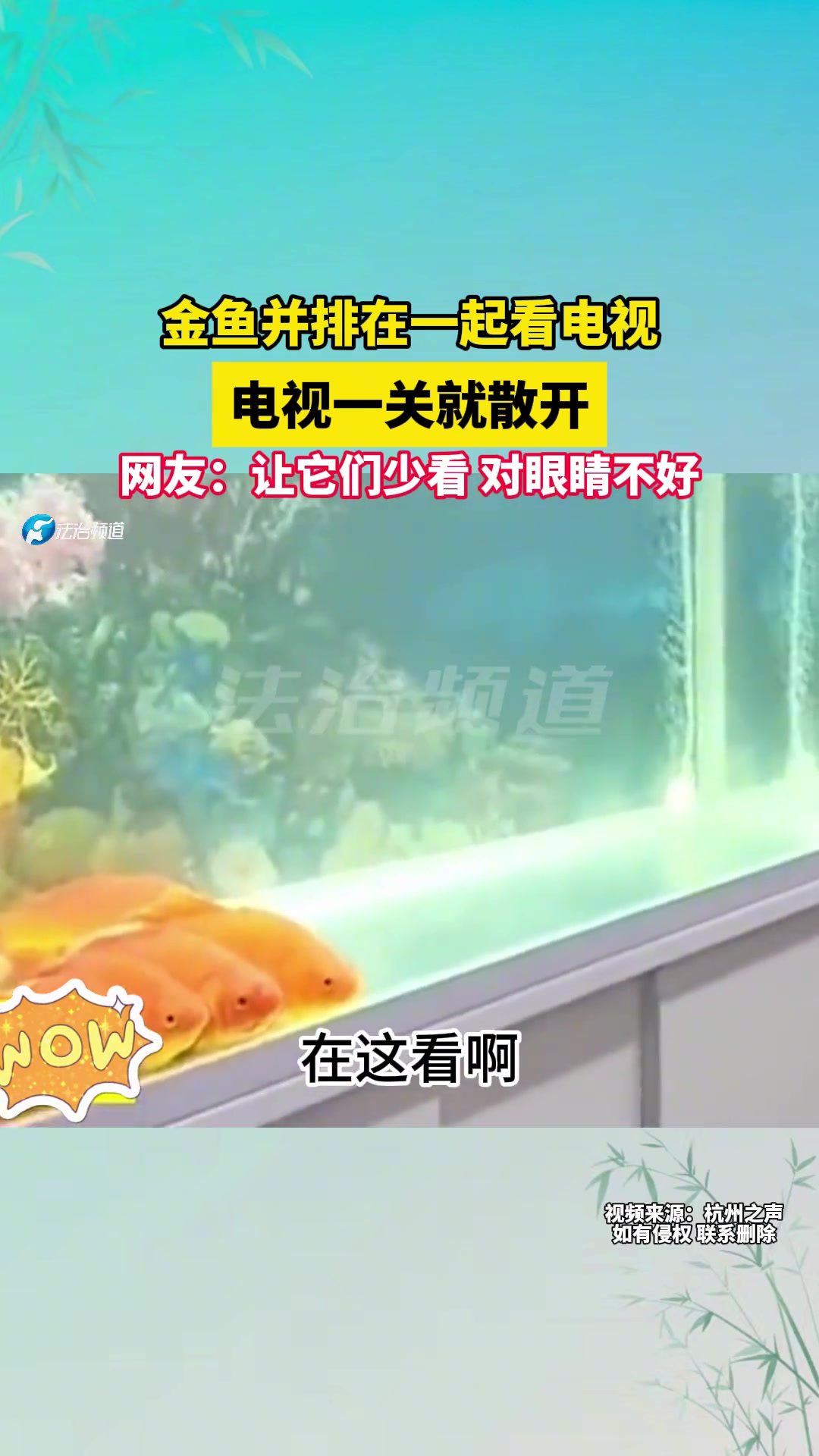 太离谱了!金鱼并排在一起看电视电视一关就散开