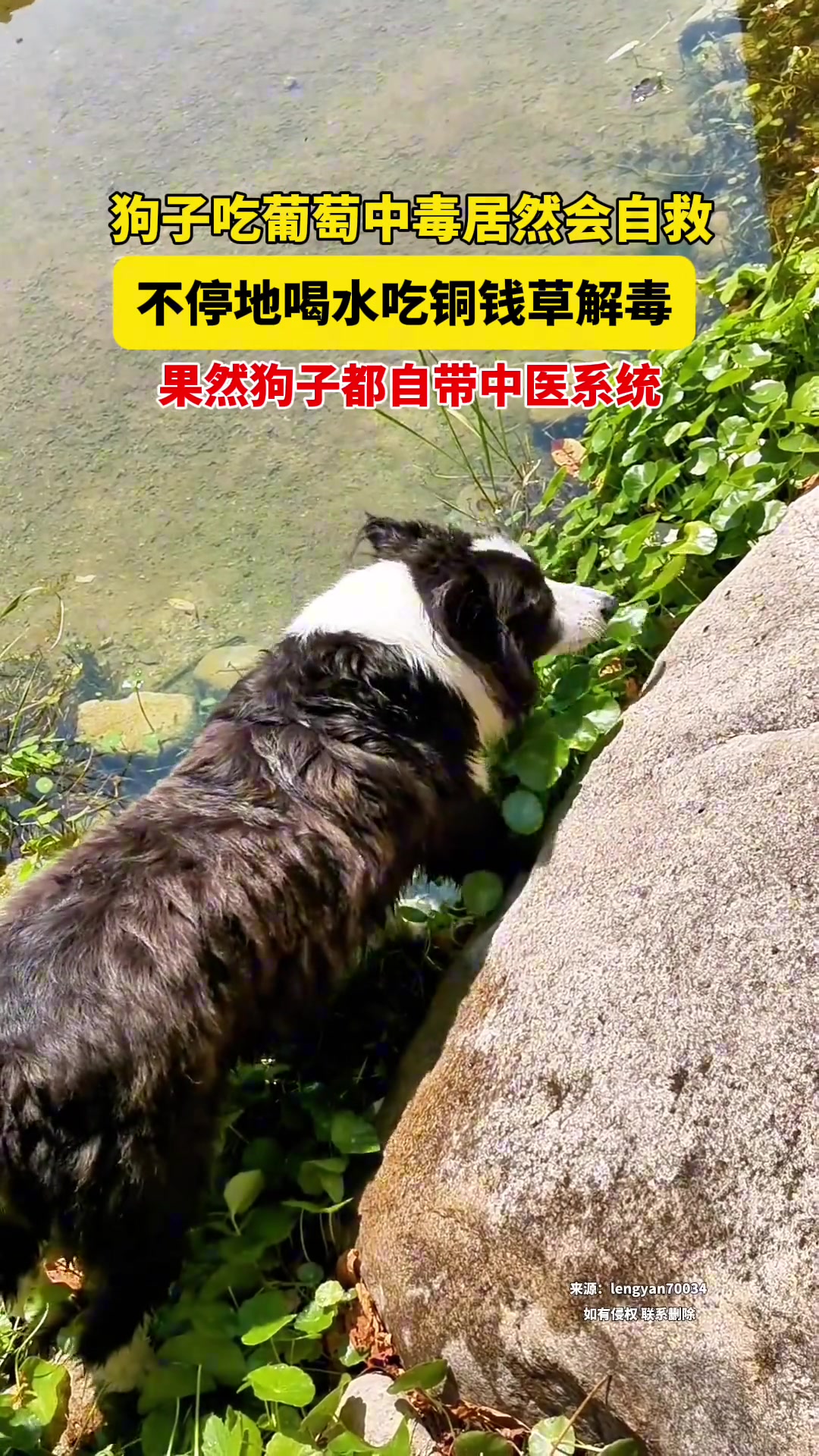 狗子吃葡萄中毒居然会自救不停地喝水吃铜钱草解毒
