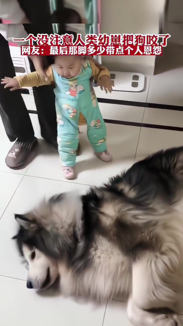 小崽子你,怎么还咬人..不对,还咬狗呢!!