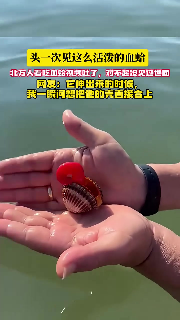 头一次见这么活泼的血蛤!!