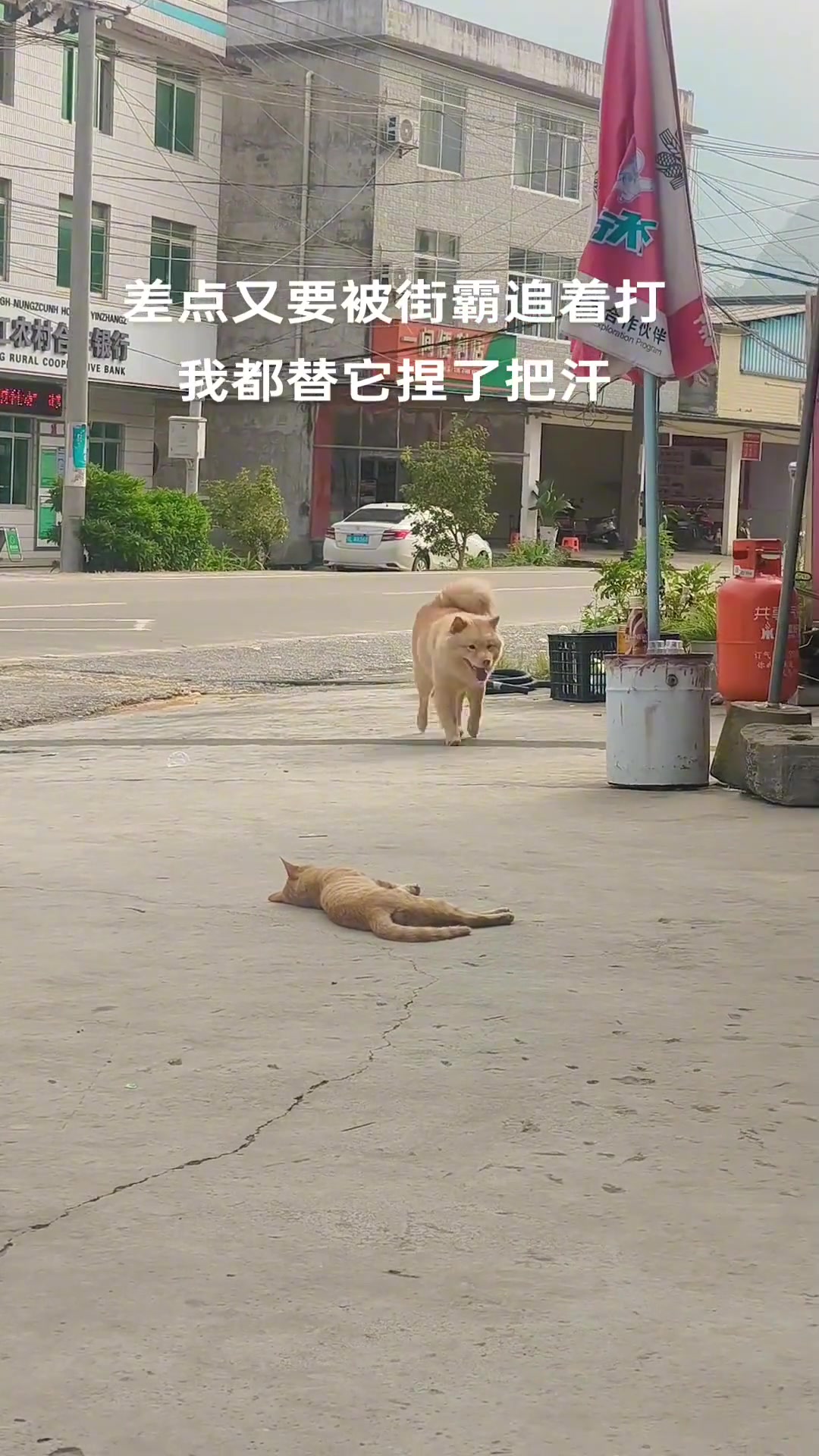 街霸不用出手,躺着就把小狗吓得够呛哈哈哈!