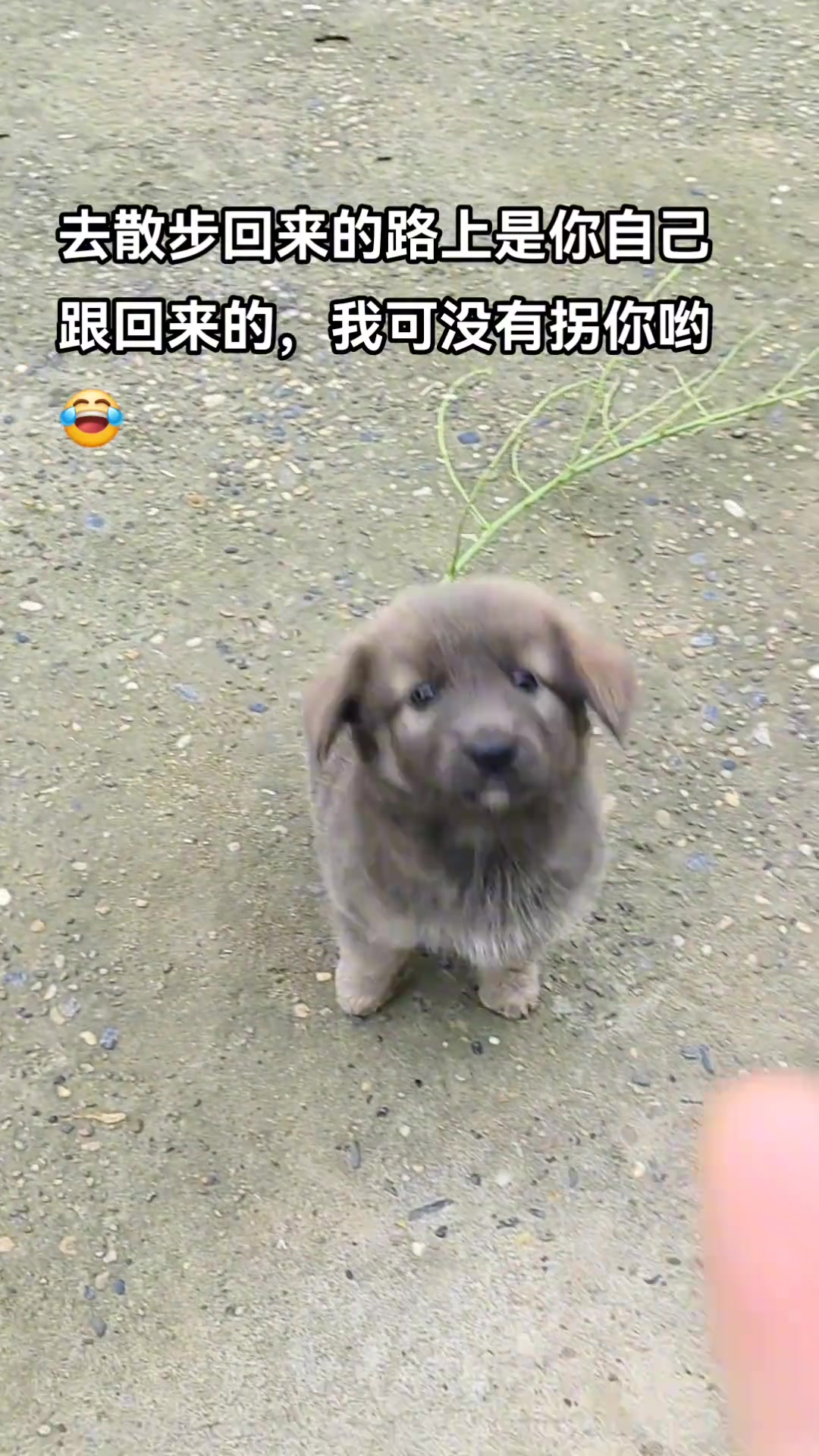 它自己跟着我回来的,也不知道是谁家的