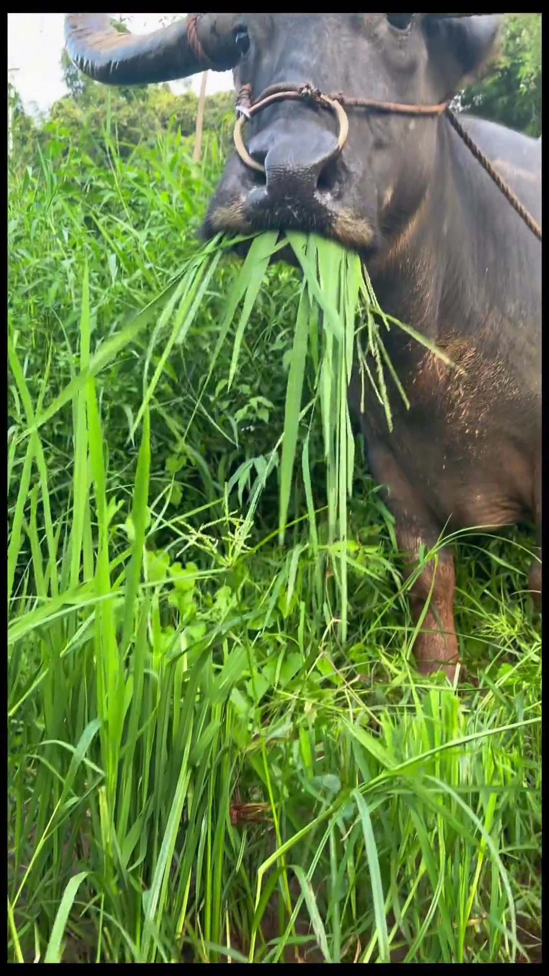 水牛吃草纯真的眼神!