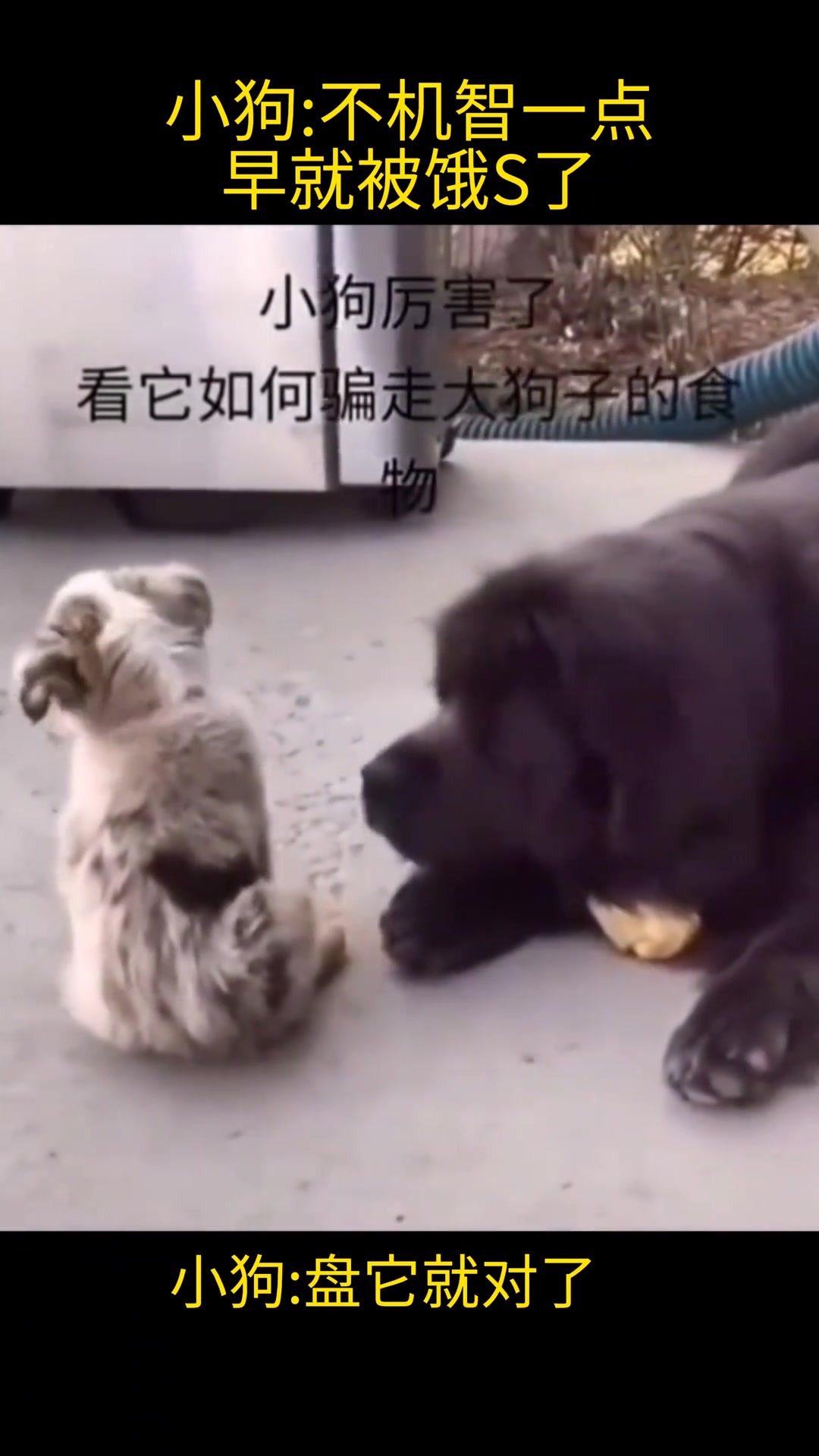 狗你干啥这就是被小猫选中的感觉吧!