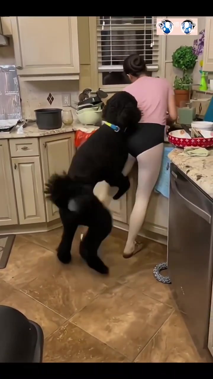 太吓人了,这种大型犬站起来都快和人一样高了