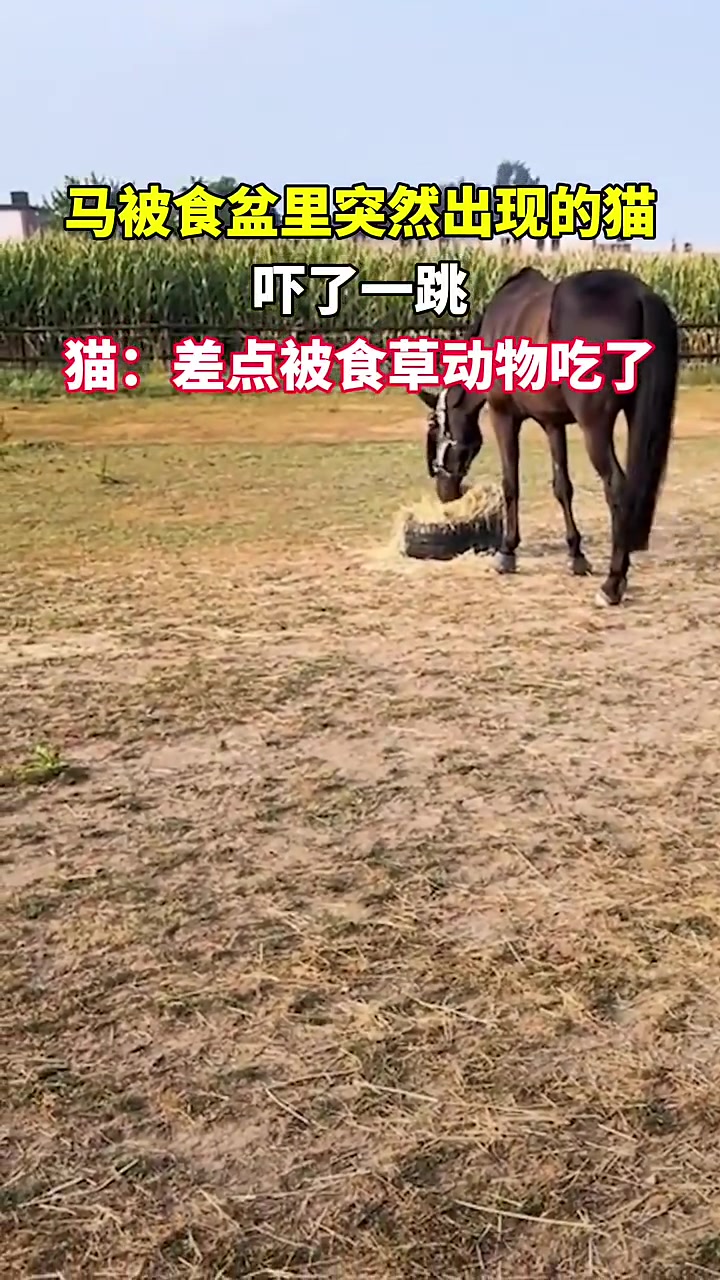 差点被食草动物吃了!马都吓的直接跳起来!