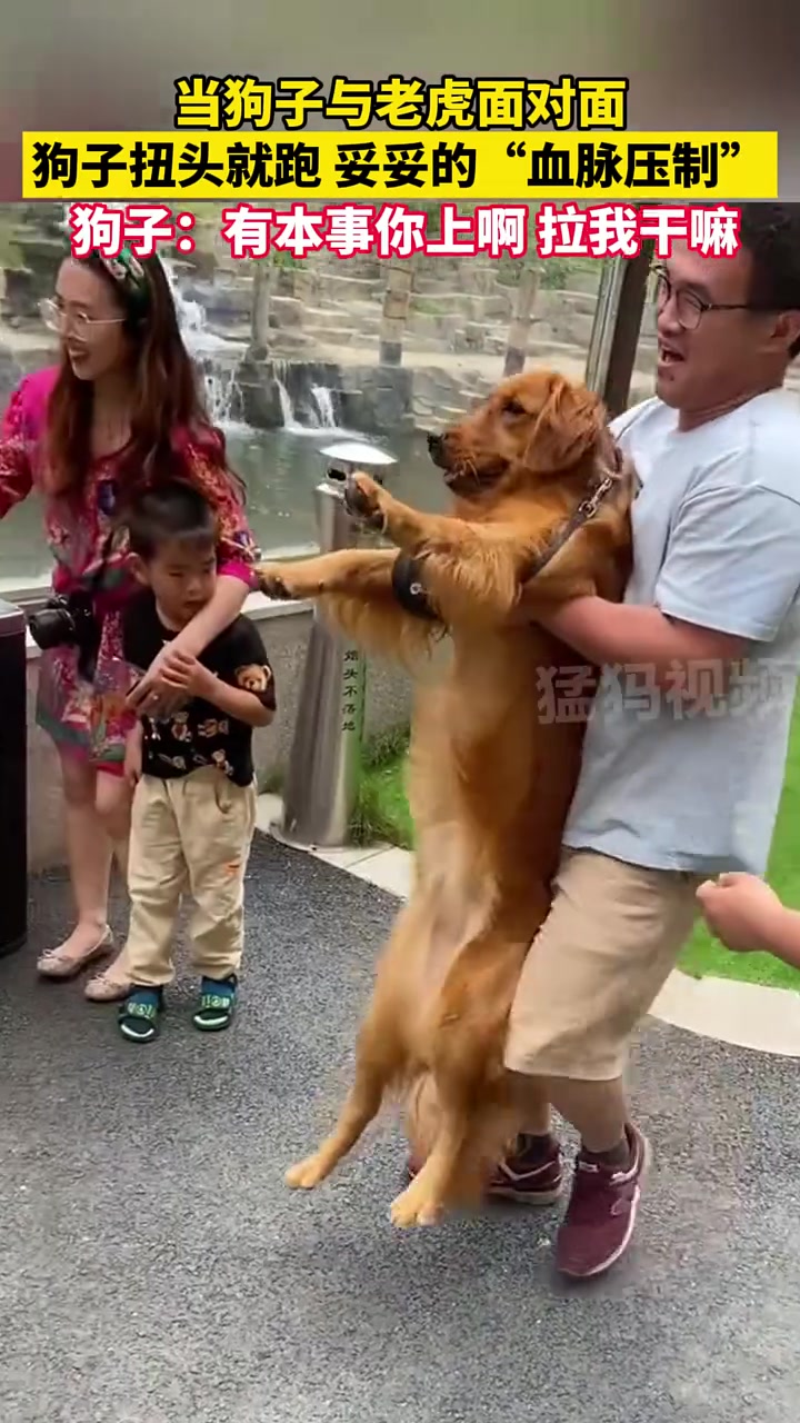这金毛处不来!有事他是真逃!