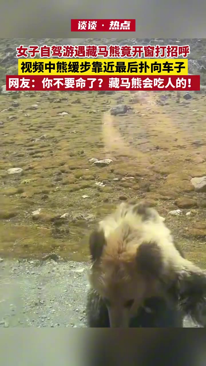 真是不知者无畏,游客遇到熊居然打开窗户打招呼
