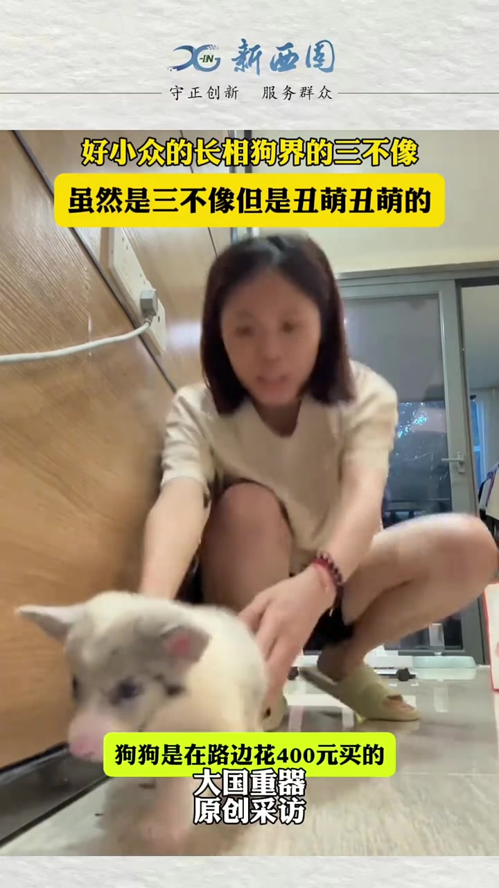 这狗真是好小众的长相
