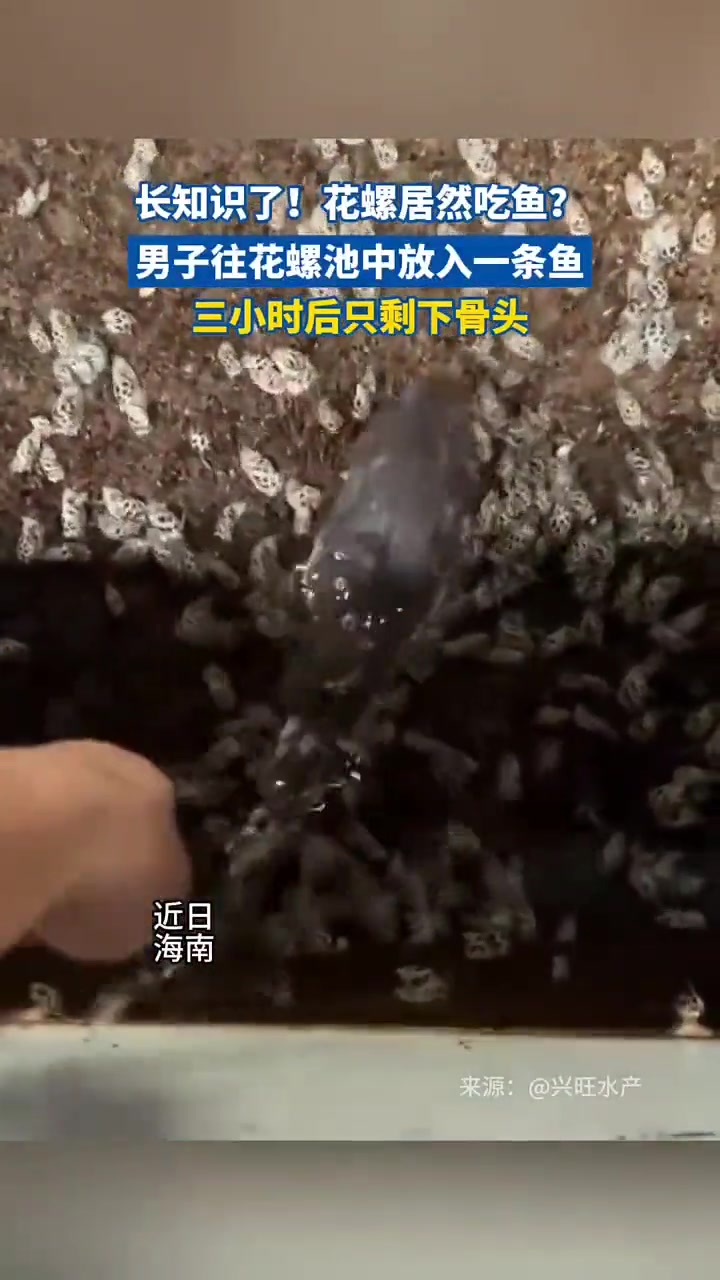 那花螺,算是食腐的螺类了