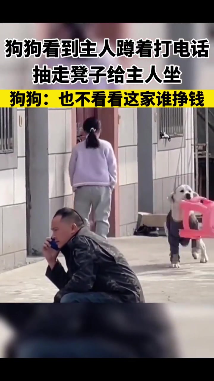 真的这么卷了吗狗都懂人情世故了
