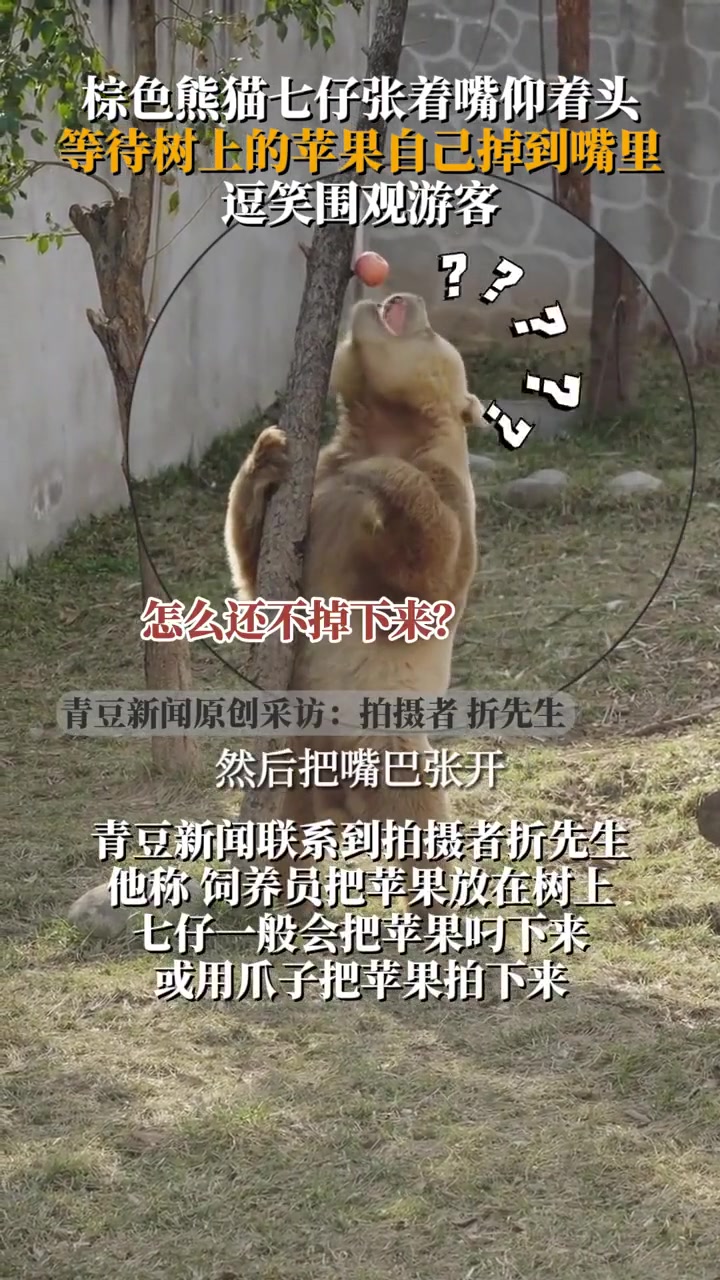 熊猫:啊快到嘴里来