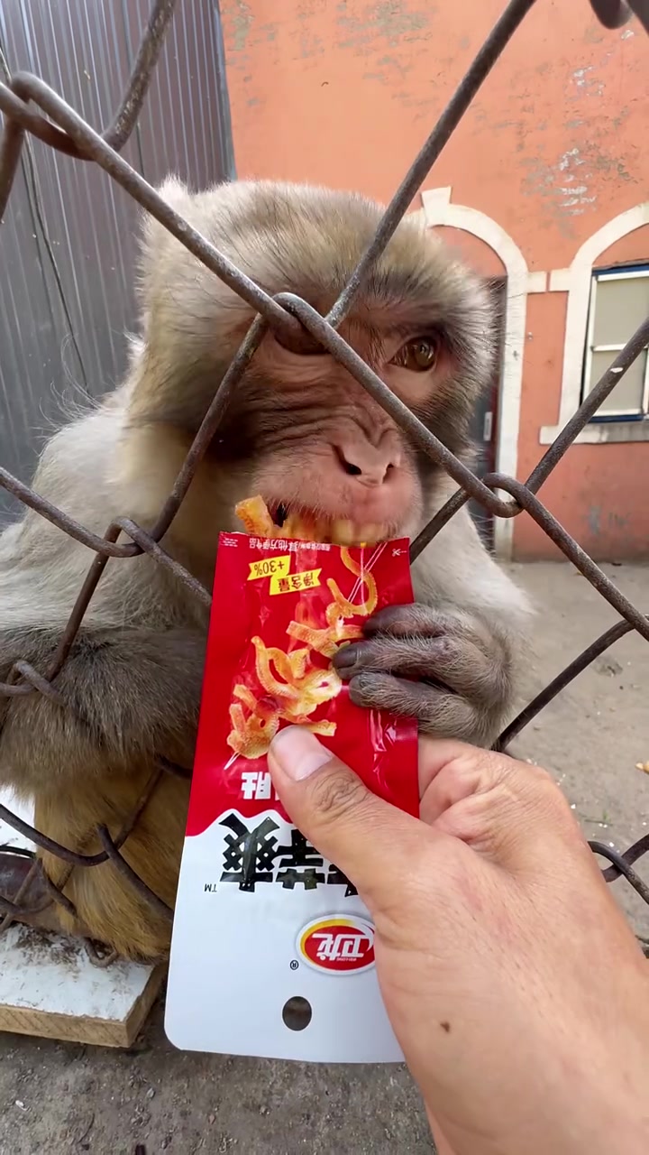 此时这位来自贵州的老嫂子正在悠闲的品尝着它的下午茶
