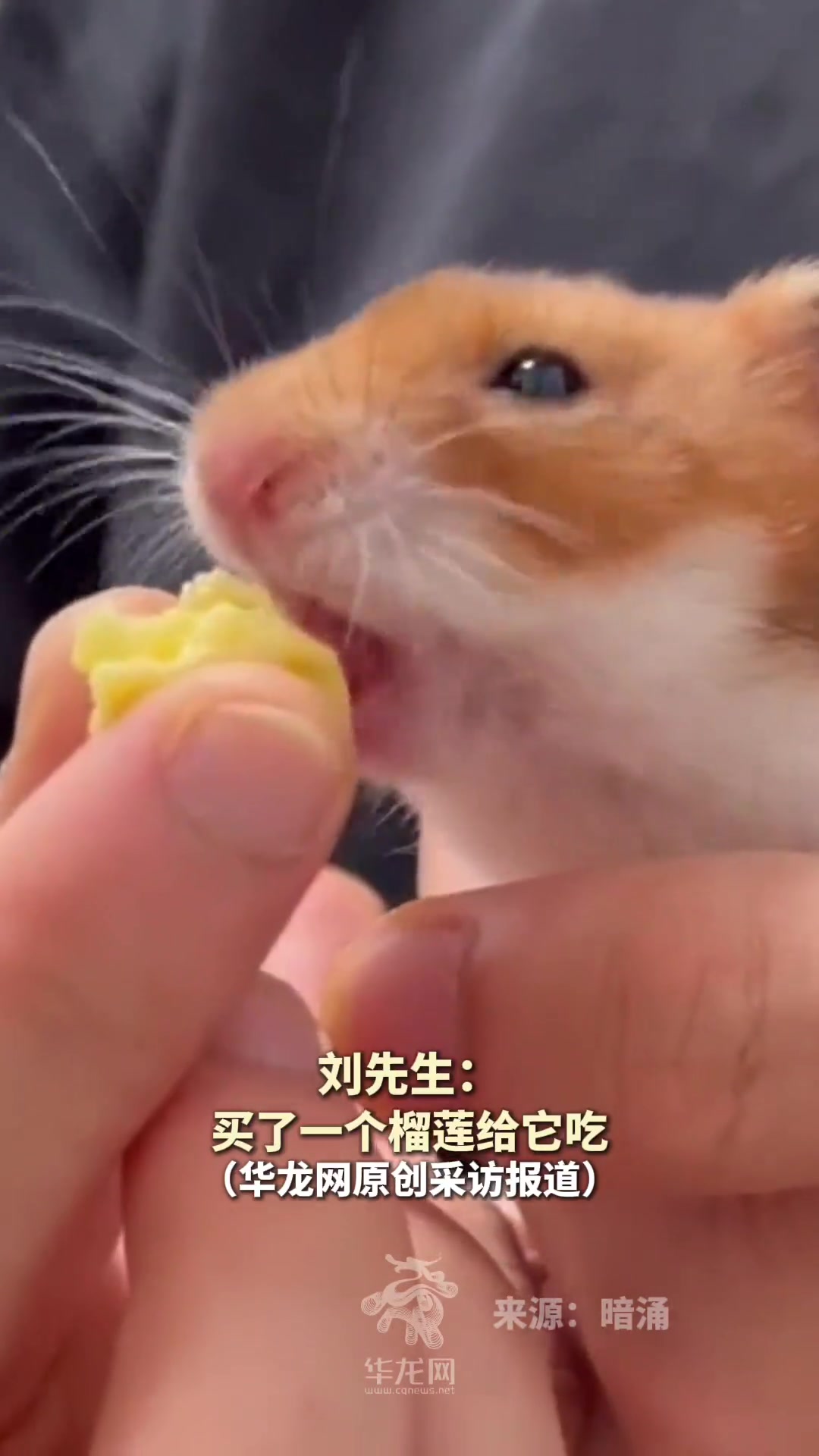 主人给金丝熊吃榴莲,结果直接被臭出表情包!