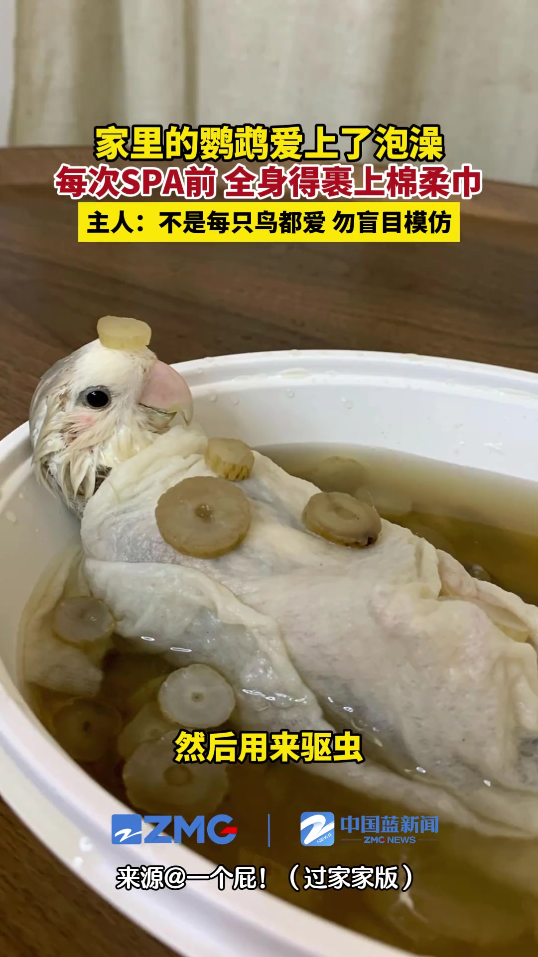 家里的鹦鹉爱上了泡澡,每次SPA前还得全身裹上棉柔巾