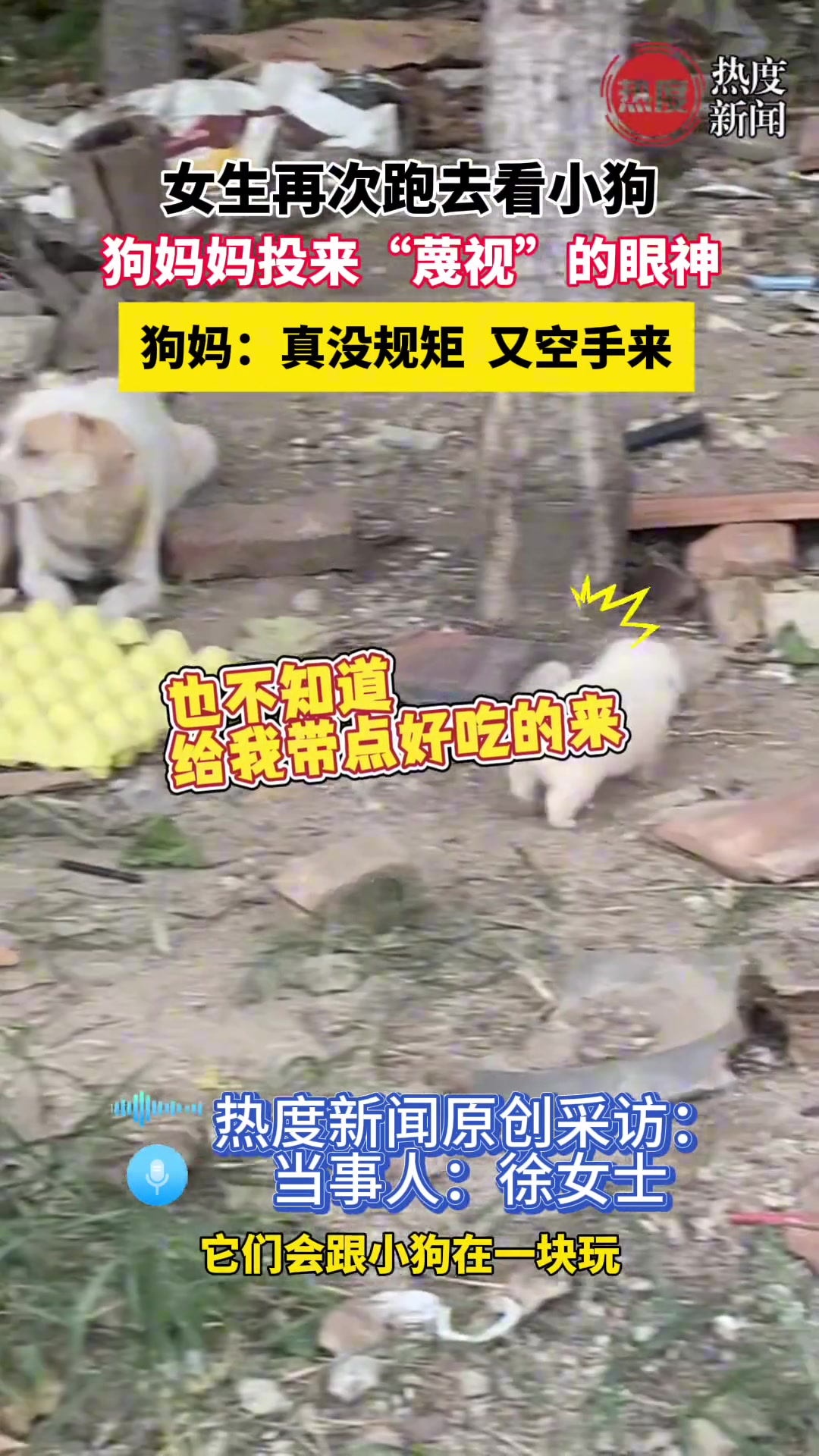 女生再次跑去看小狗,狗妈妈投来“蔑视”的眼神