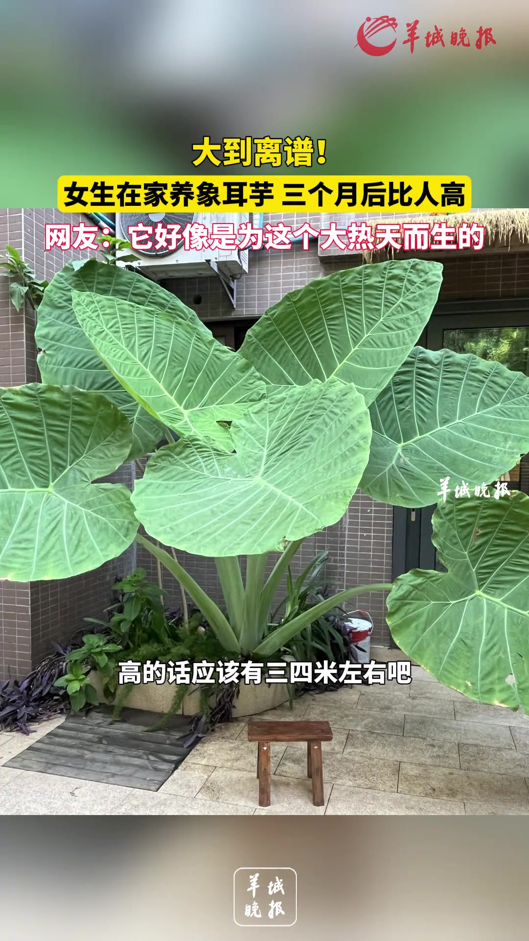大到离谱!女生在家养象耳芋三个月后比人高