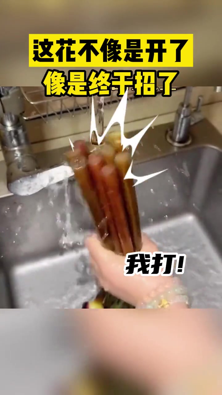 这花不像是开了像是终于招了