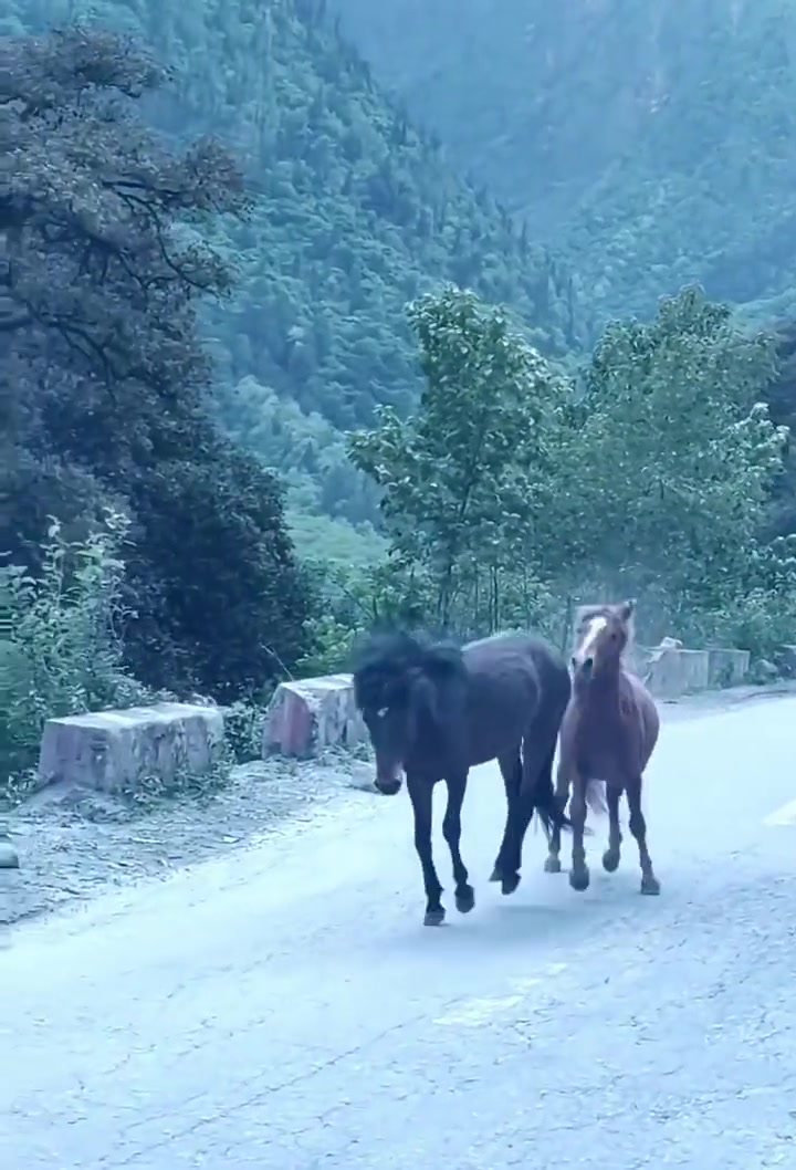 马:在马路上打架,没什么问题吧