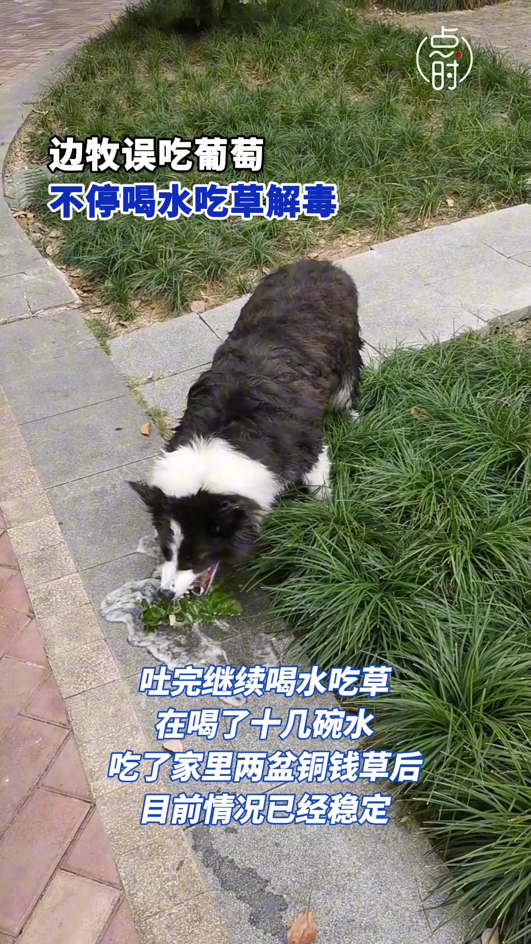 边牧误吃葡萄,疯狂吃草喝水解毒