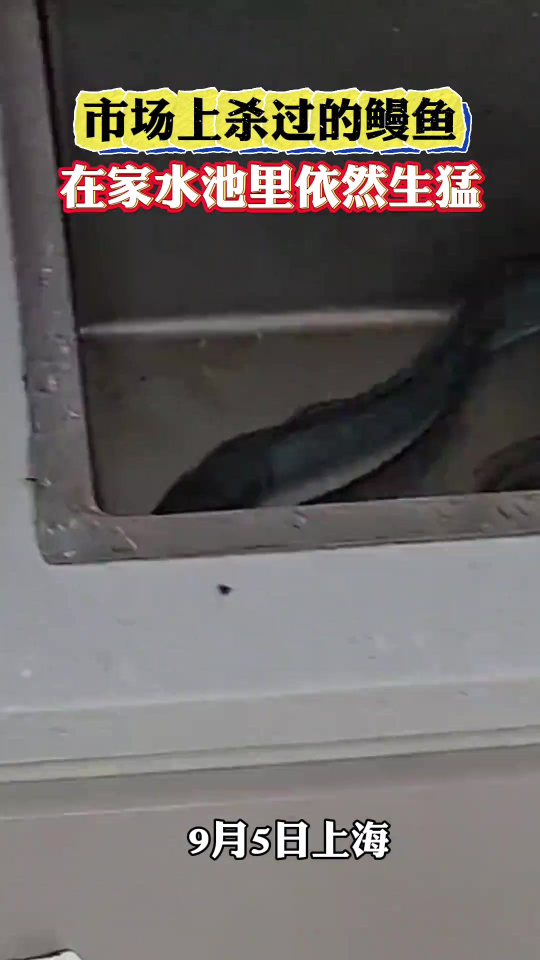 市场上杀过的鳗鱼,在家水池里依然生猛