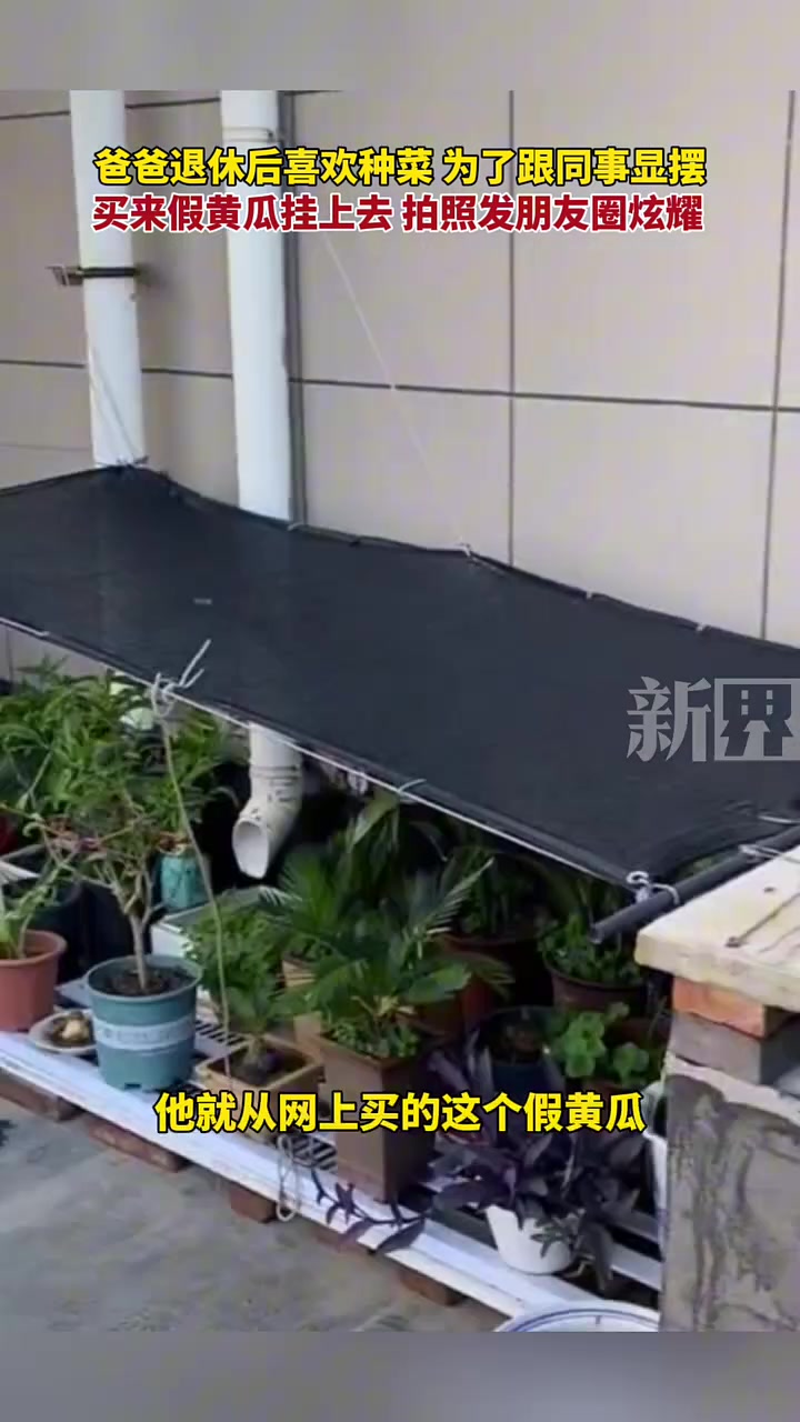 爸爸退休后喜欢种菜,为了跟同事显摆,买来假黄瓜挂上去拍照炫耀