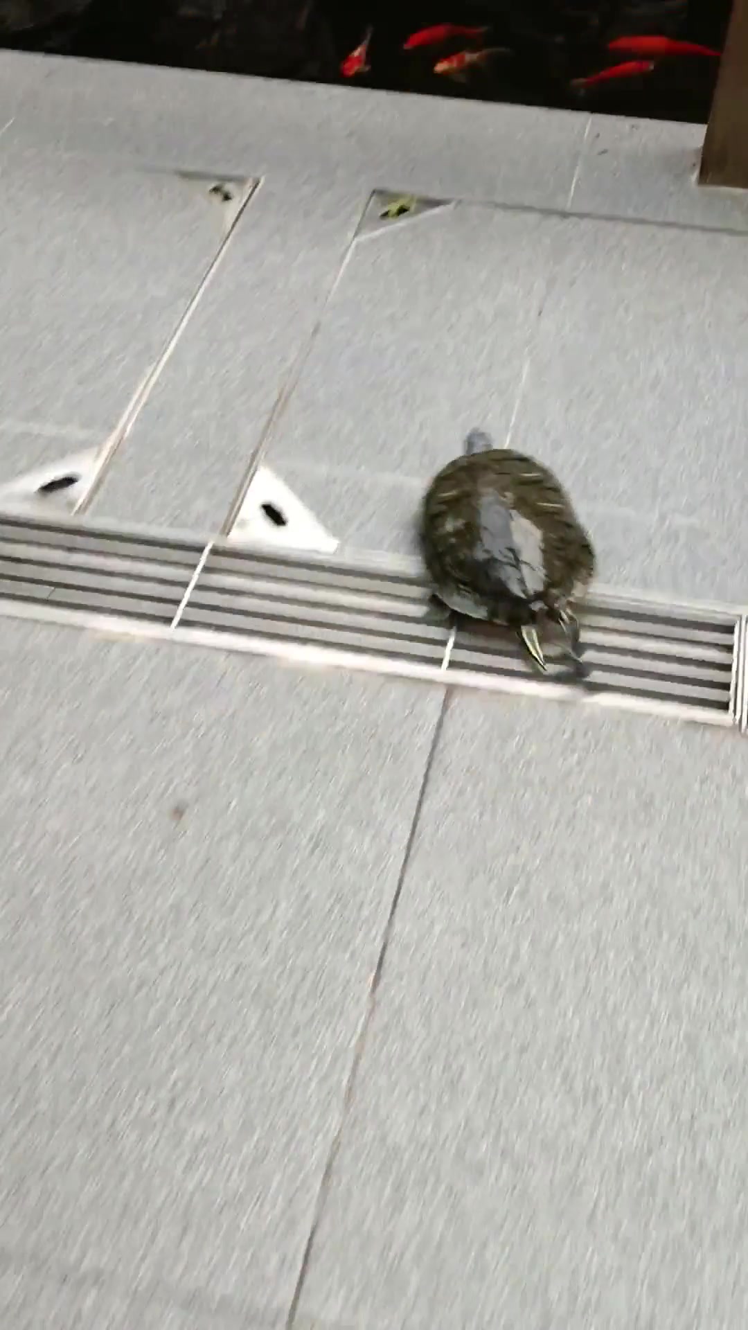 闪电侠这才是乌龟赢过兔子的真正原因吧!
