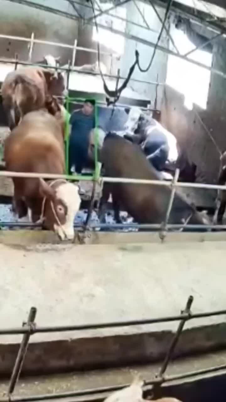 我怀疑这两头牛是商量好的