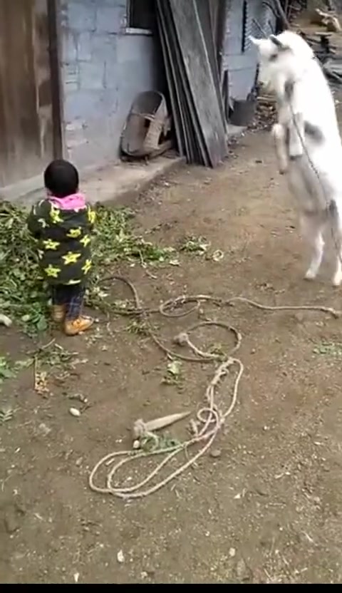 看着不像在欺负他,像是在陪他玩