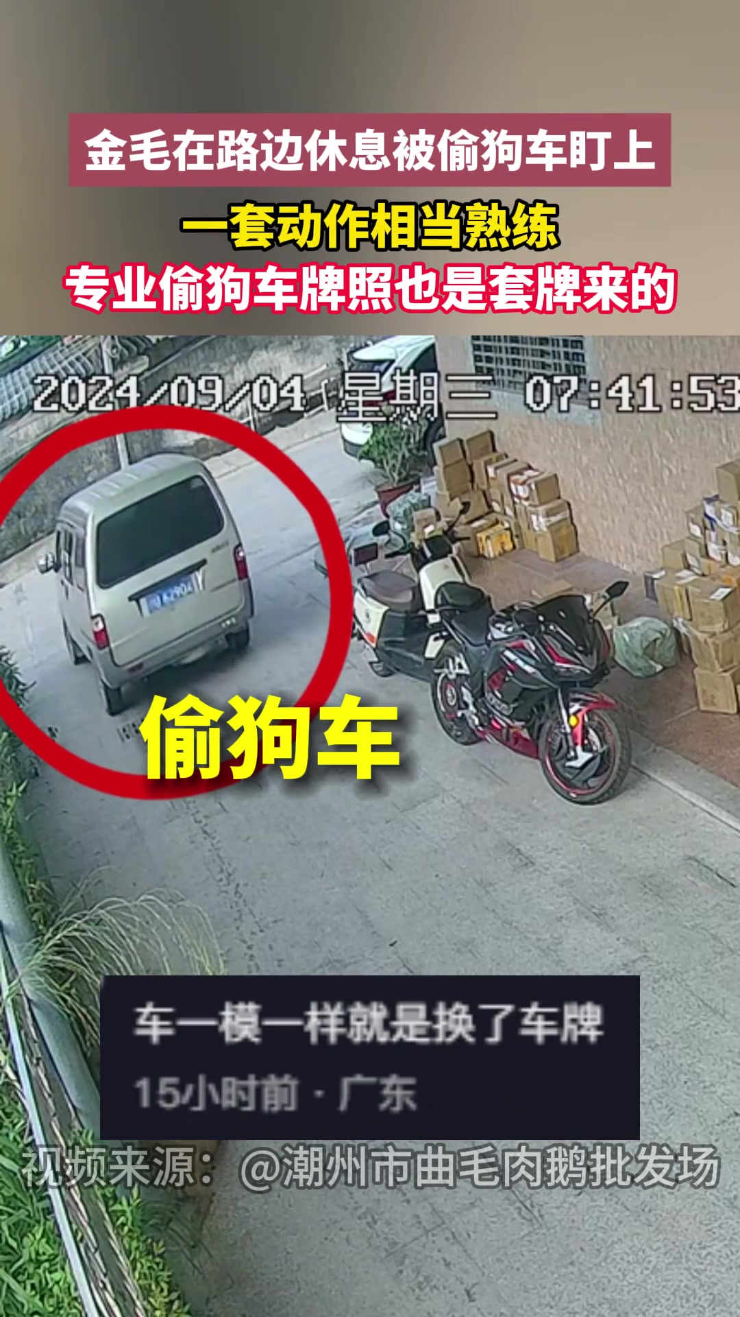 金毛在路边休息被偷狗车盯上,一套动作相当熟练