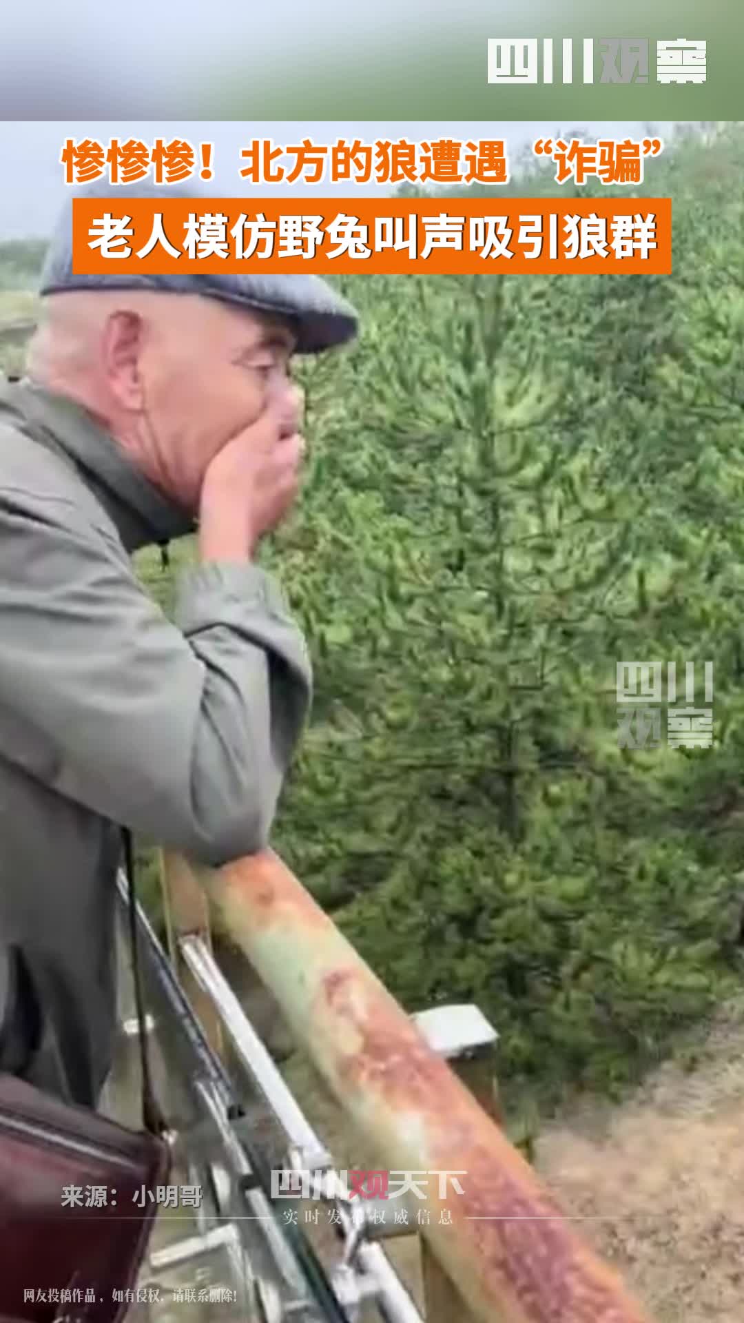 惨!北方的狼遭遇“诈骗”,老人模仿野兔叫声吸引狼群