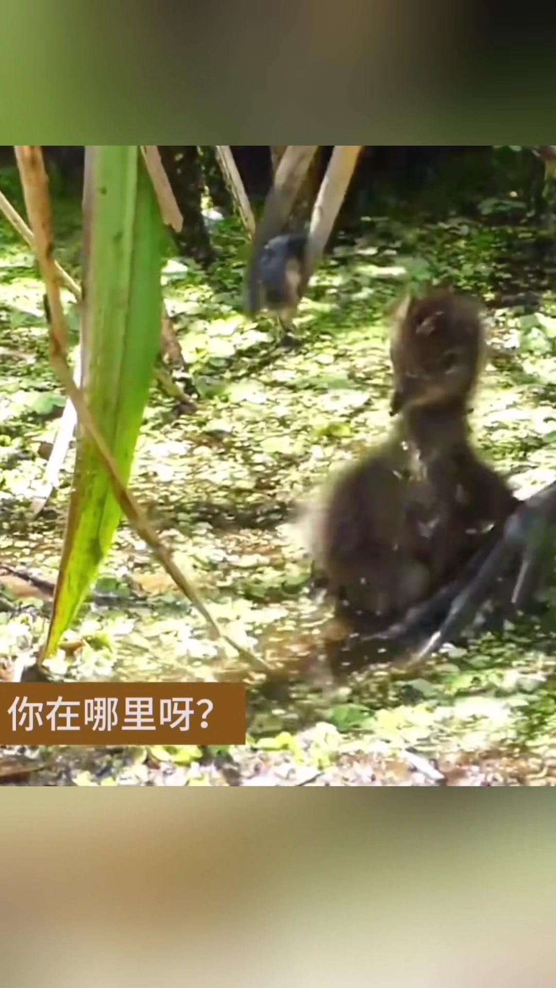 秧鹤宝宝能顺利长大不容易啊,差点被妈妈踩死!