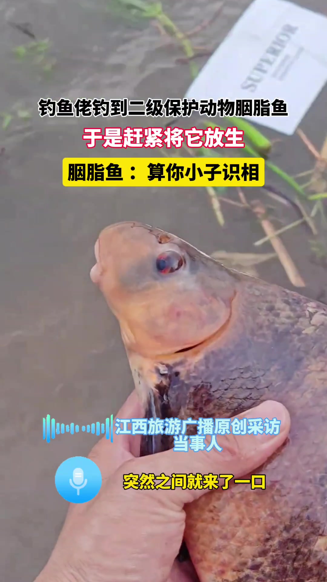 钓鱼佬钓到国家二级保护动物,胭脂鱼:算你小子识相