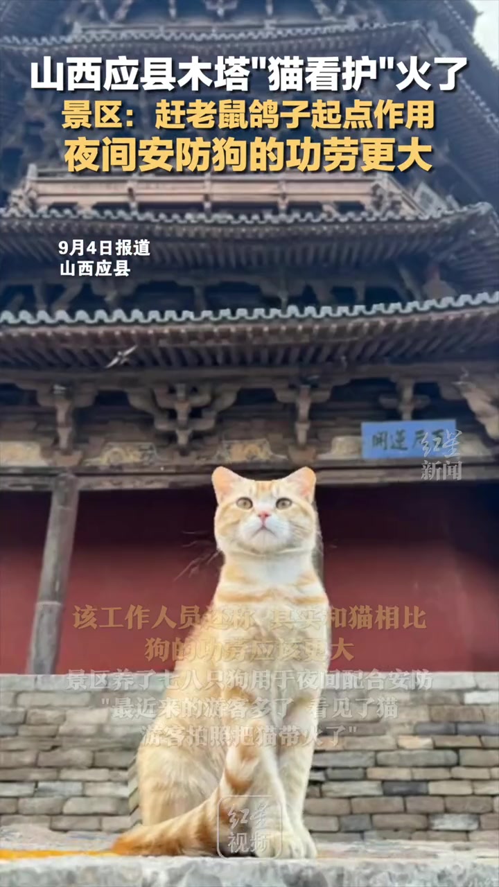 应县木塔有自己的喵喵队和汪汪队