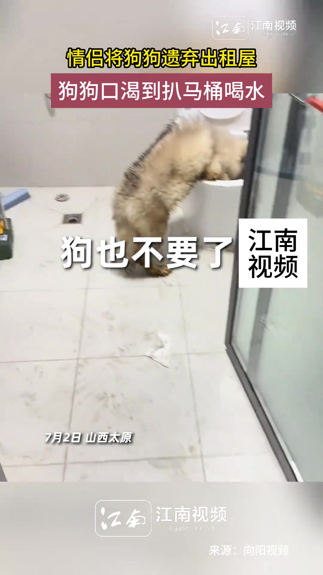 情侣将狗遗弃出租屋,狗渴到趴马桶喝水