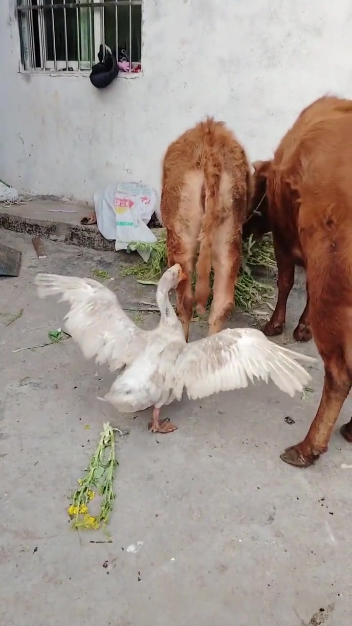 这大鹅是真狠