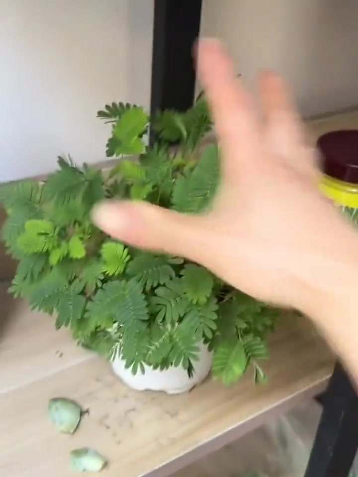 这不是害羞草,这是怕死草