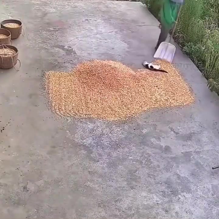 换作是我,我应该会很想把它给埋了