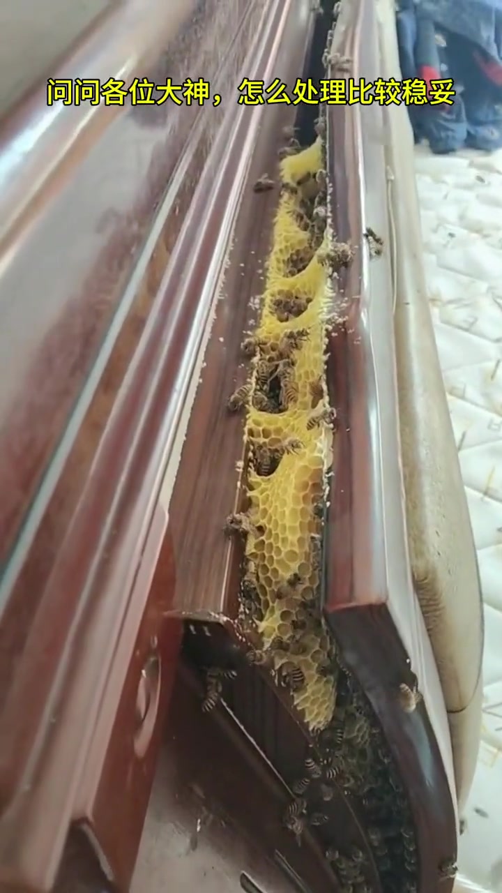 这啥条件啊给蜜蜂铺床