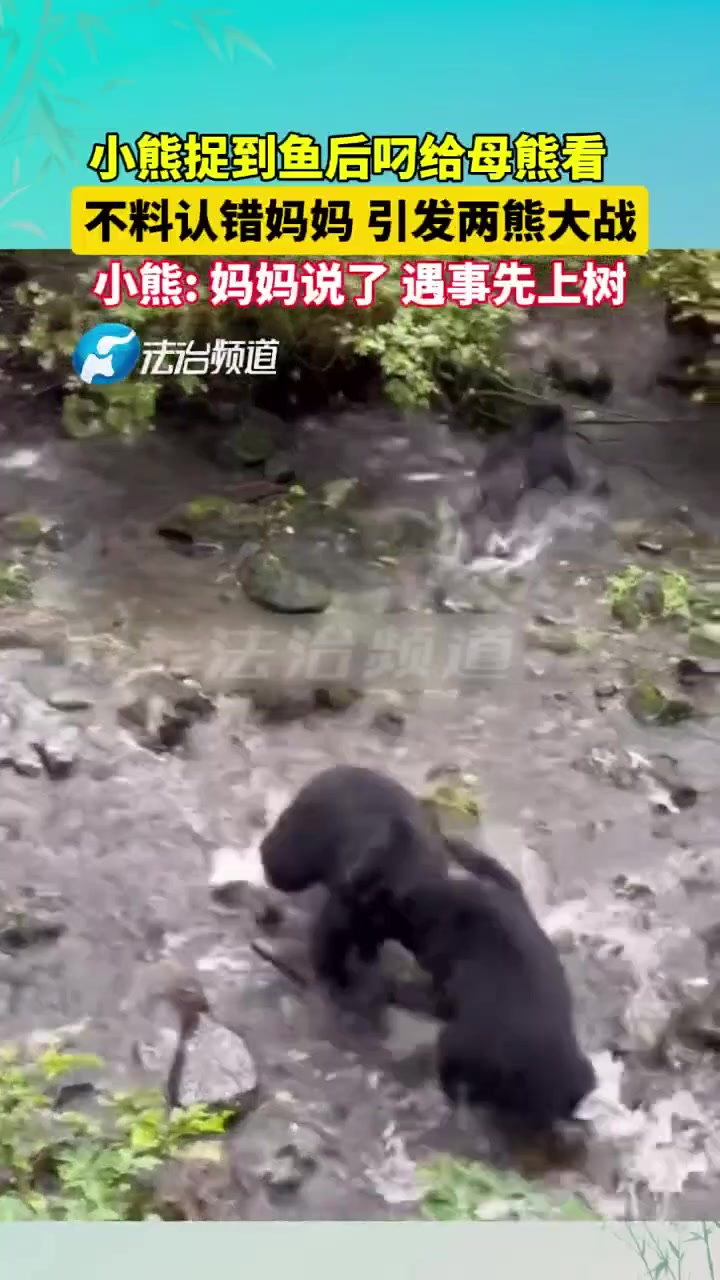 小熊捉到鱼后叼给母熊看,不料认错妈妈,引发两熊大战!