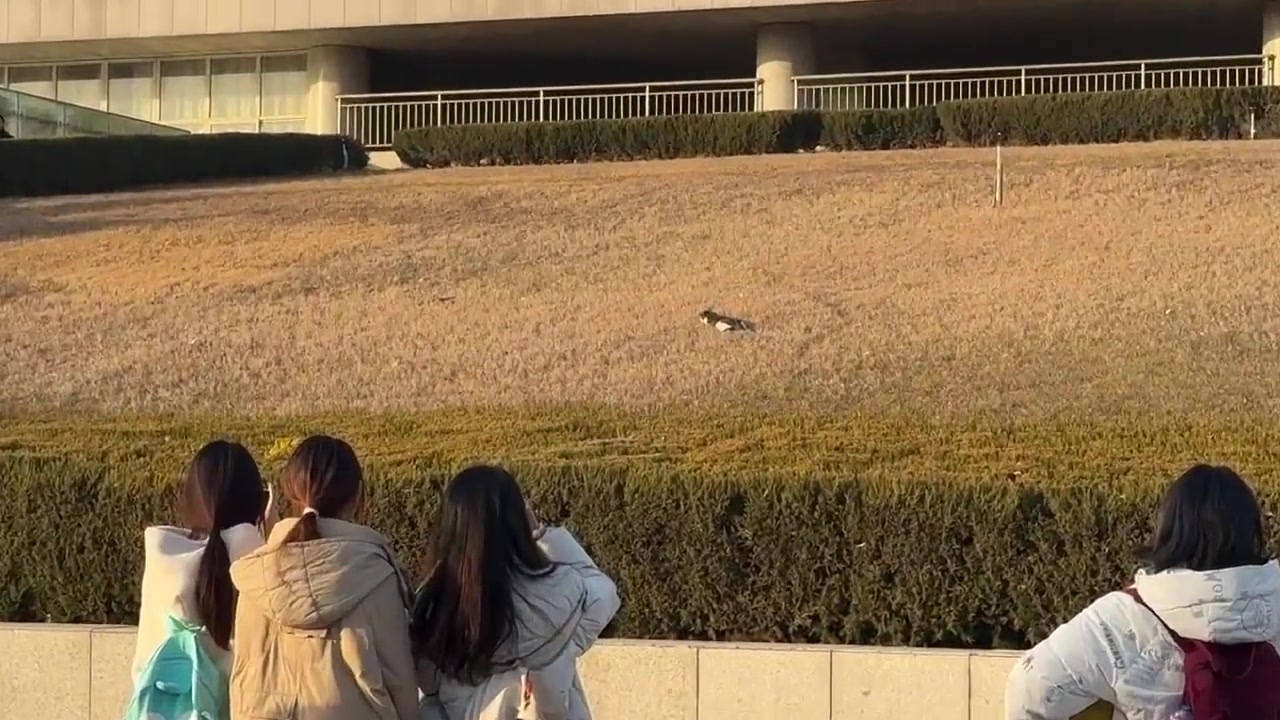 能让大学生集体围观的只有猫猫捕鸟