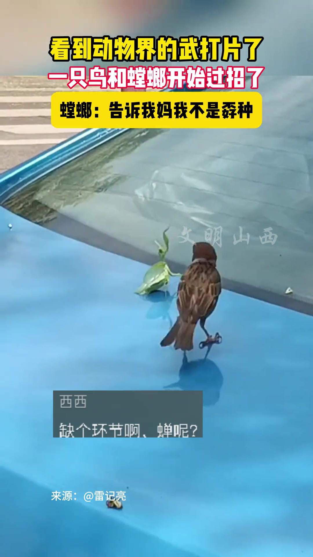这螳螂确实有两三下子,第四下才被抓走