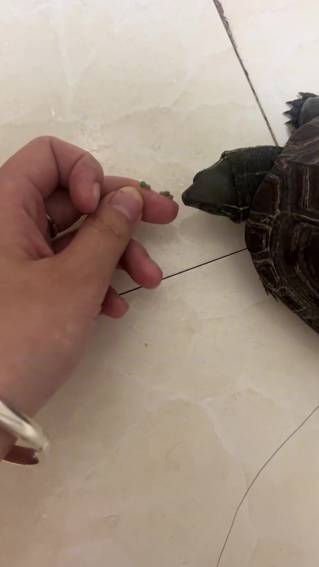 第一次听到乌龟叫