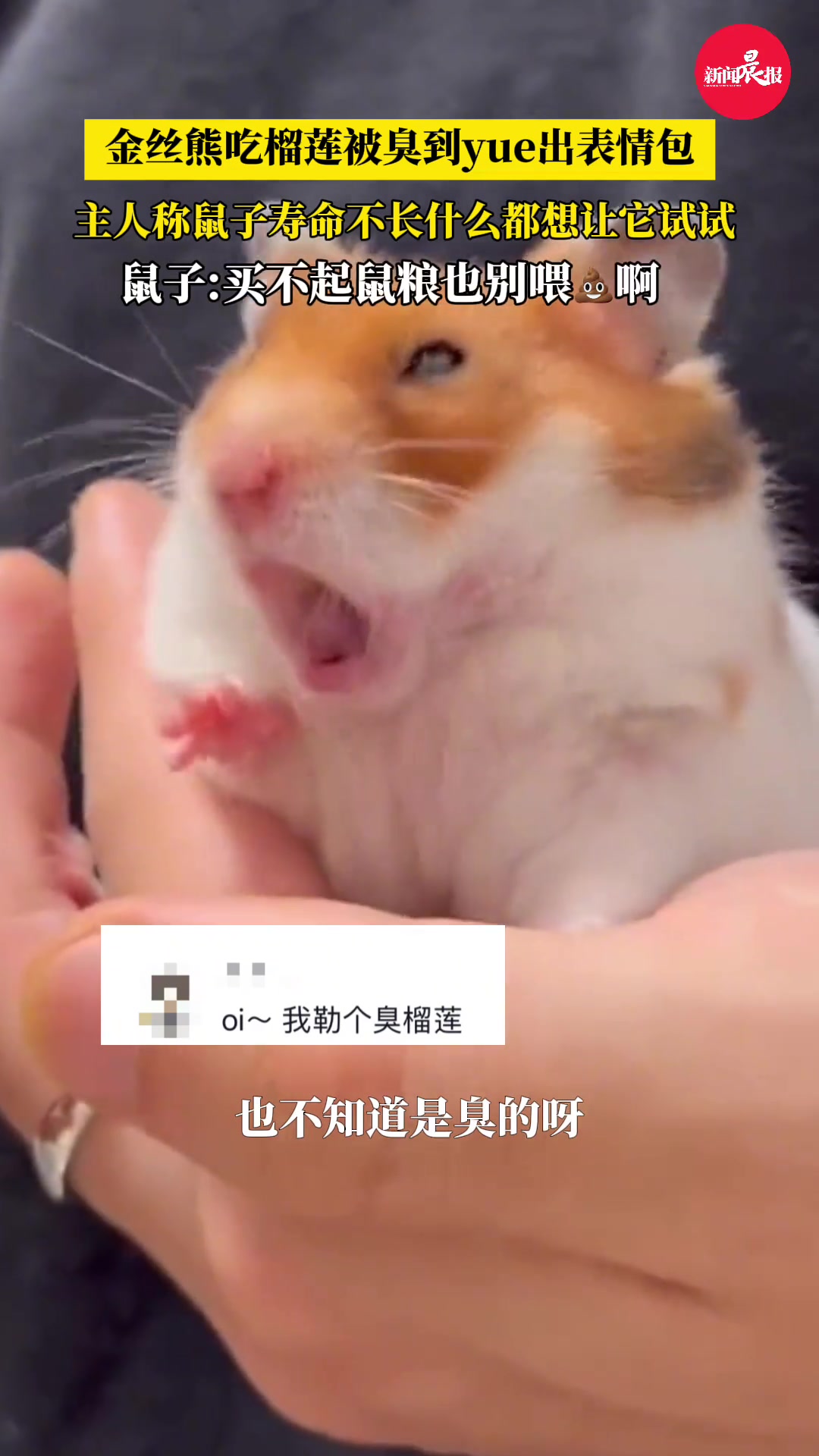鼠:你们喂不起粮,也别喂屎啊