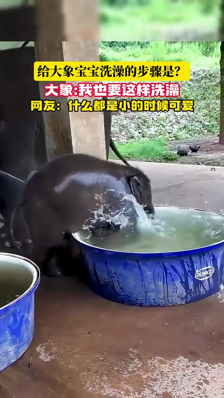 它不怕耳朵进水吗