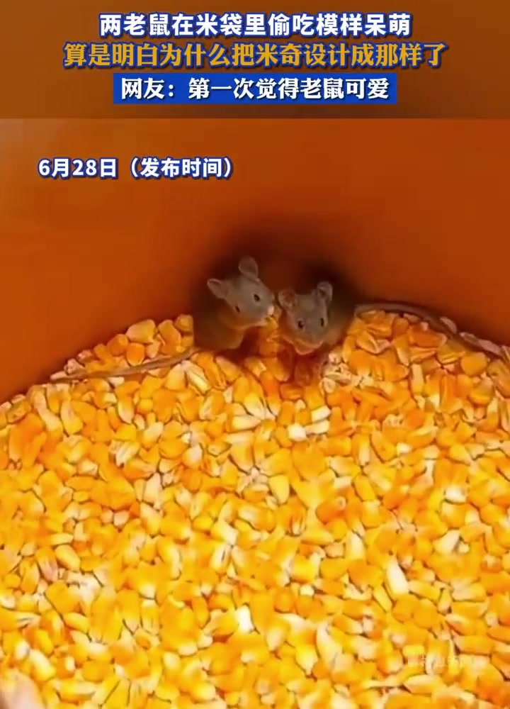 长得最像老鼠的老鼠